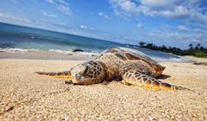 Południowe Perły Sri Lanki: Wybrzeże, Kultura i Dzika Przyroda, Prywatna Wycieczka — 1