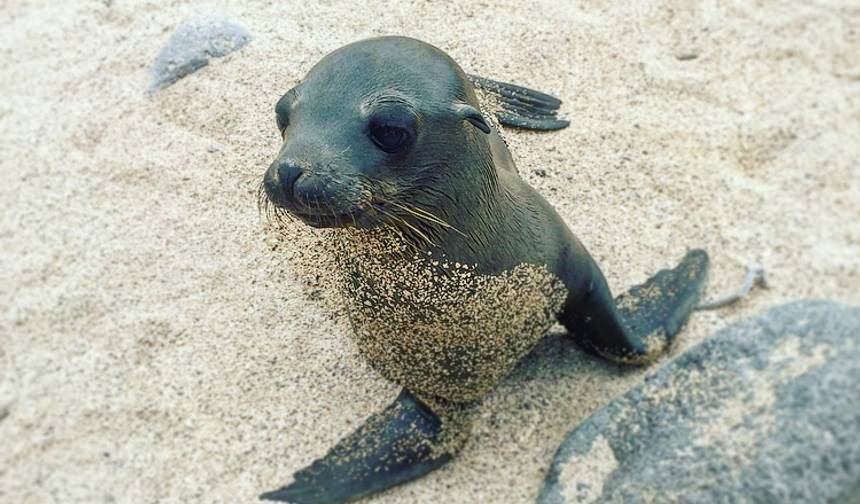 5-dniowa ekspedycja po Galapagos — 1
