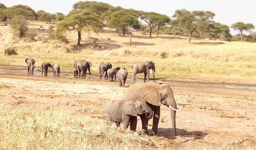 Najważniejsze atrakcje safari w Tanzanii — 1