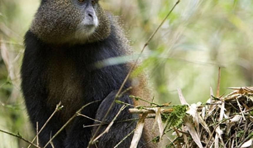رحلة سفاري لمدة 3 أيام لتتبع الغوريلا والقرد الذهبي في أوغندا — 1