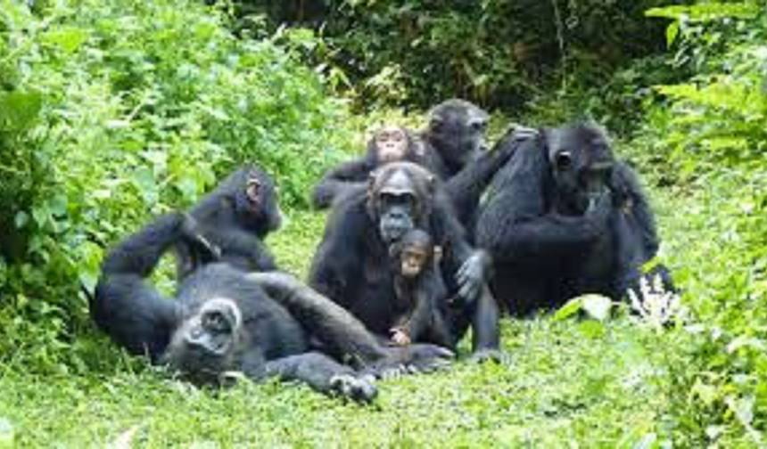 8 Dias: Nyungwe, Lago Kivu e Gorilas em Ruanda — 1