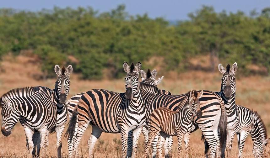 4-dniowe safari Big 5 w Parku Narodowym Krugera i trasa Panorama Route — 1
