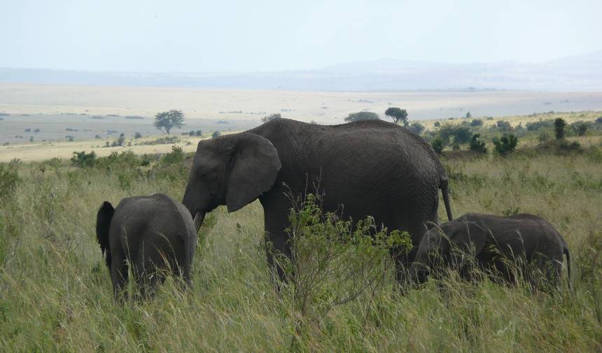 Safari de 4 Dias no Parque Nacional Queen Elizabeth — 1