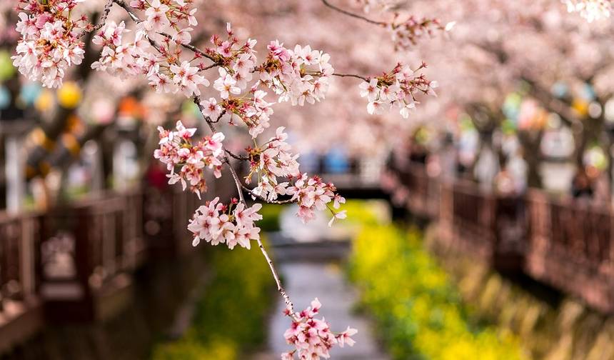 桜並木を歩く - プライベート出発のみ — 1