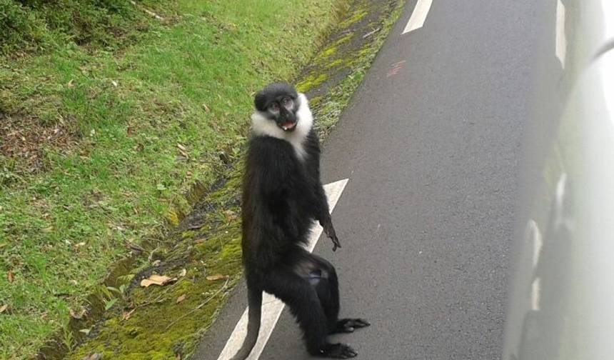 9 Dni Rwanda: Doświadczenie z Gorylami i Safari — 1