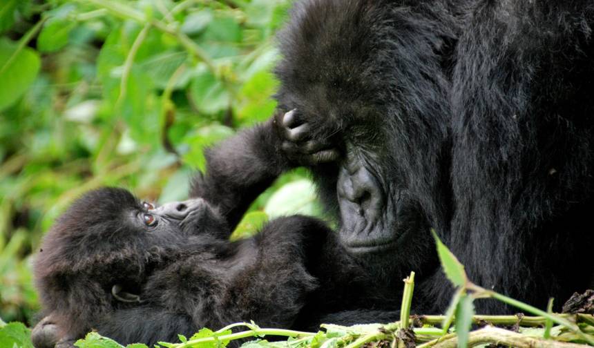Experiência de Trekking com Gorilas de 4 Dias em Ruanda e Uganda — 1