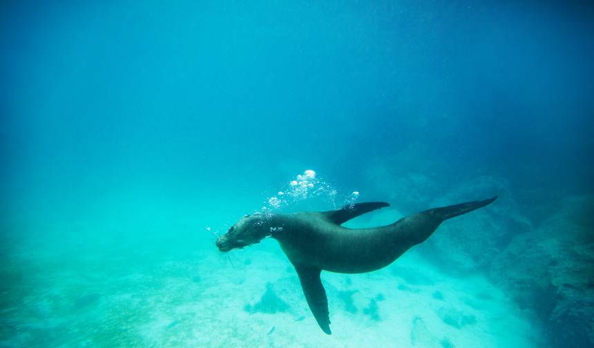 Ulepszone Lądowe Galapagos, Tylko Ląd — 1