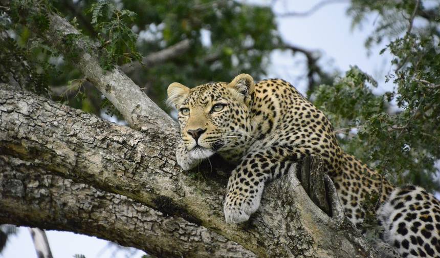 Magia do Quênia: Safari de 7 Dias — 1