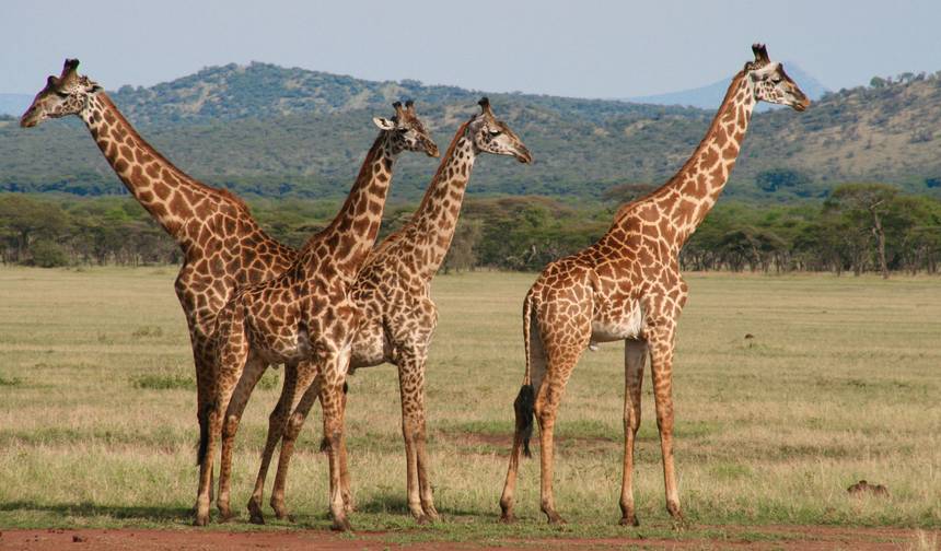 7 Dni - Safari z Wielką Migracją Gnu w Tanzanii — 1