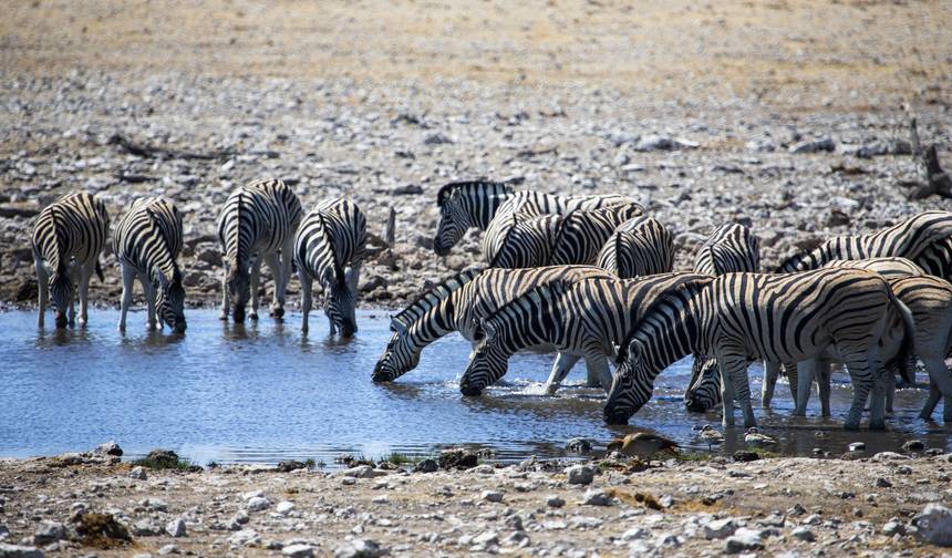 Acampamento de 4 Dias no Parque Nacional Etosha e Swakopmund — 1