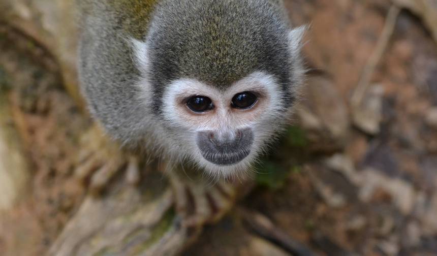 Descubra o Equador: Terras Altas, Selva Amazônica e Tesouros Costeiros em 17 Dias — 1