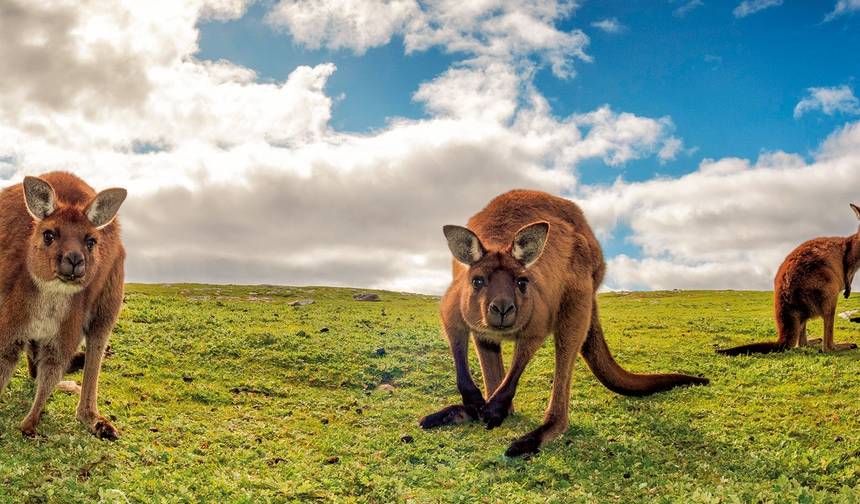 グレートオーシャンロードとカンガルー島への旅 — 1