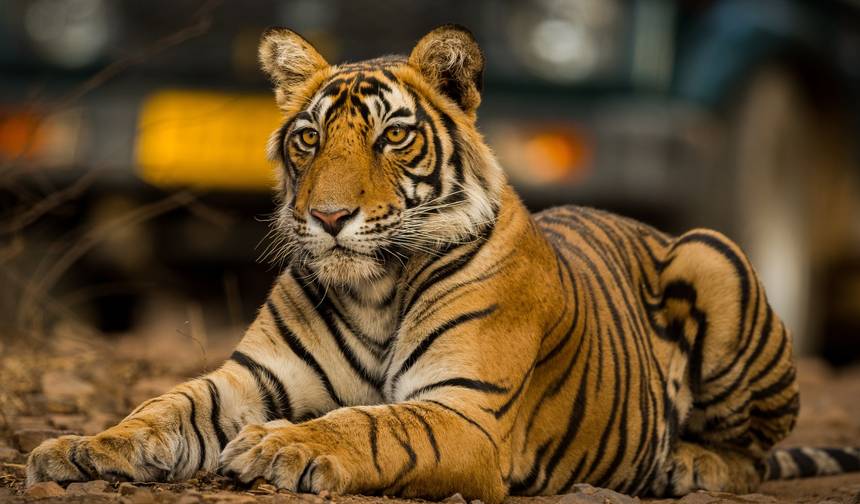 Viagem Privada: Tour do Triângulo Dourado de 07 Dias com Safári na Selva de Ranthambore!!! — 1