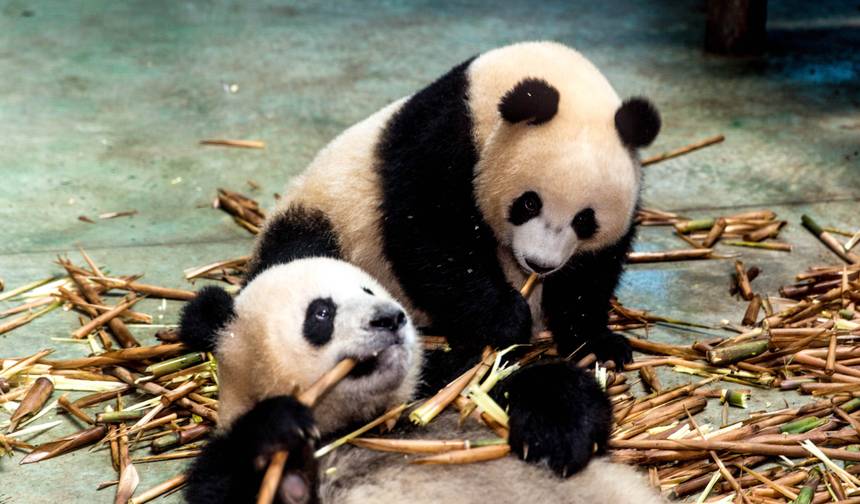 Wild China 10 Days:  Beijing, Xian, Chengdu, Yangshuo and Shanghai — 1