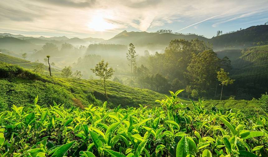 Tour Privado de 7 Dias em Kerala saindo de Cochin com Munnar, Thekkady — 1