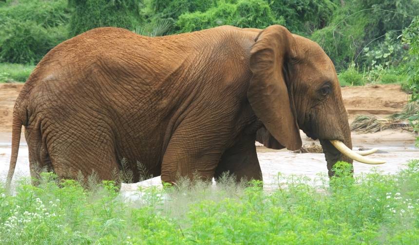 4 Dias 1 Noite em Nairóbi, 2 Noites de Safári em Maasai Mara — 1