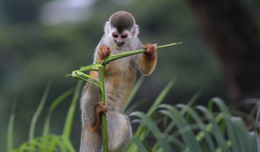 Biodiversidade Intensa no Sul da Costa Rica — 1