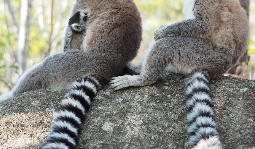 Exploração da Biodiversidade no Oitavo Continente (Viagem em Grupo) - Madagáscar — 1