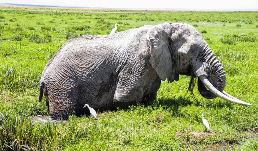 5 Dias de Safari Amboseli - Mara — 1