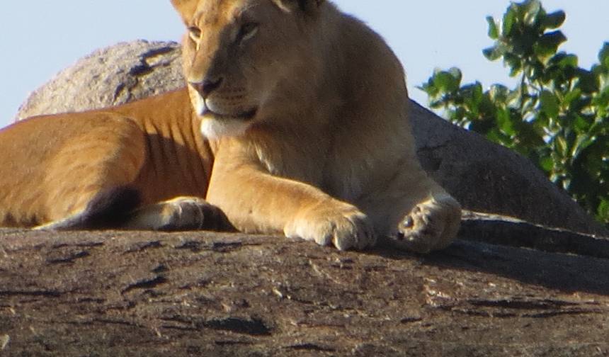 Safari Big Five e Férias na Praia — 1
