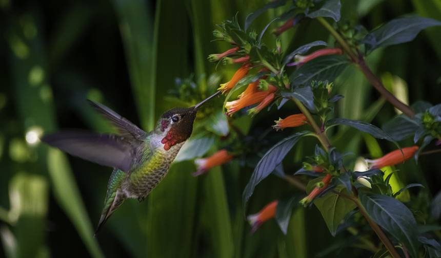 Costa Rica Adventure — 1