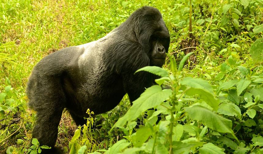Ekspresowe Safari z Gorylami w Ugandzie — 1