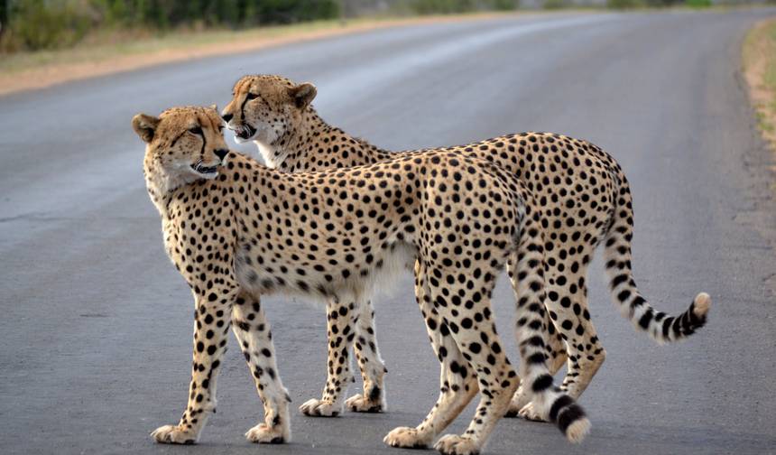 Ultimate Kruger Park Big 5 Safari — 1