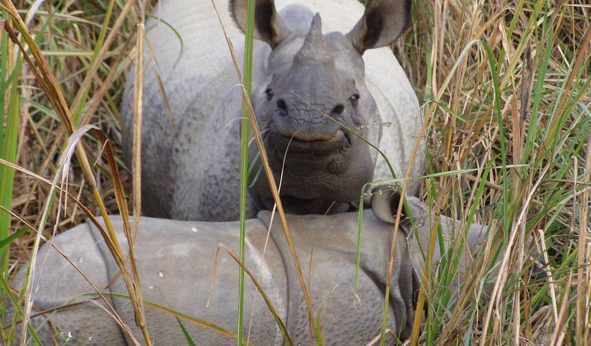 Pacote de Safari na Selva de Bardia – 4 Dias — 1