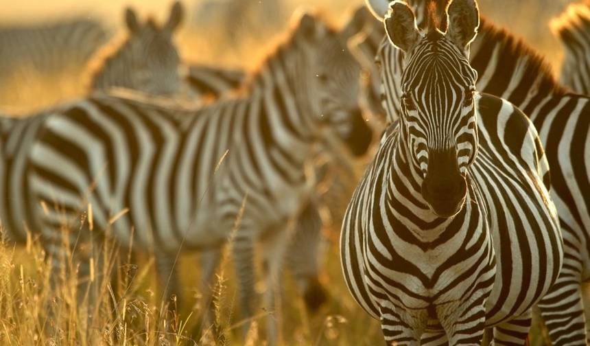 Excursão ao Berço da Humanidade, Sun City e Reserva de Caça Pilanesberg — 1