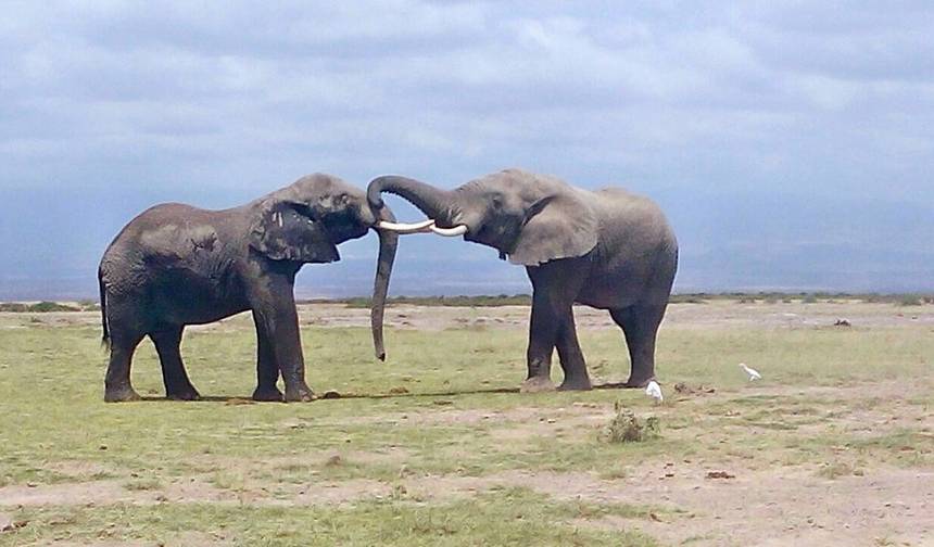 Safari lądowy Kenya i Tanzania — 14 dni — 1