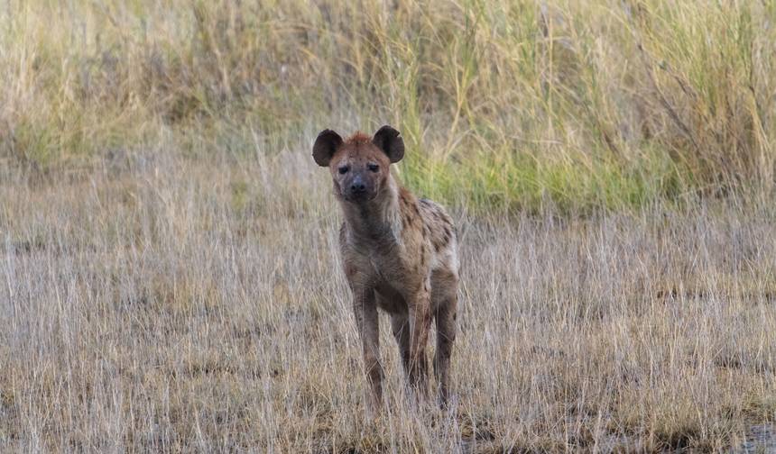 Safari de Luxo em Amboseli – 3 Dias — 1