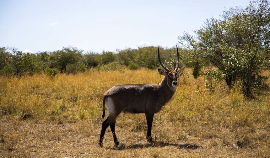 7 Dni Luksusowego Safari: Masai Mara, Jezioro Nakuru i Amboseli — 1