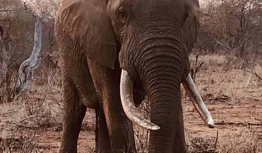 Safari de 4 Dias no Kruger com Orçamento Limitado — 1