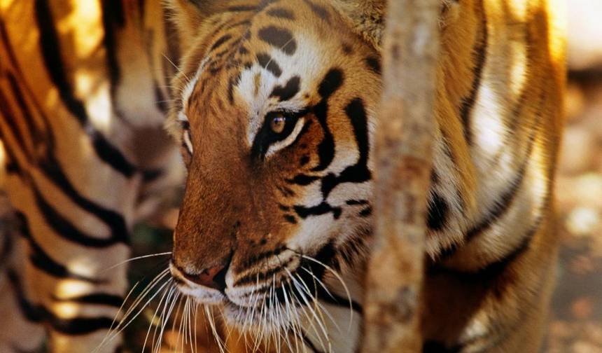 De Deli: Tour Privado Triângulo Dourado com Ranthambore — 1