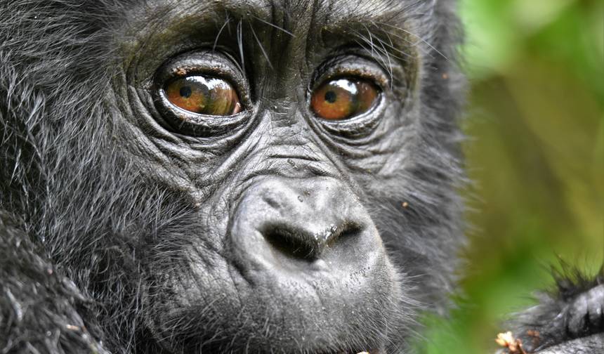 3 Dias de Trekking de Gorilas da Montanha em Bwindi, Uganda — 1