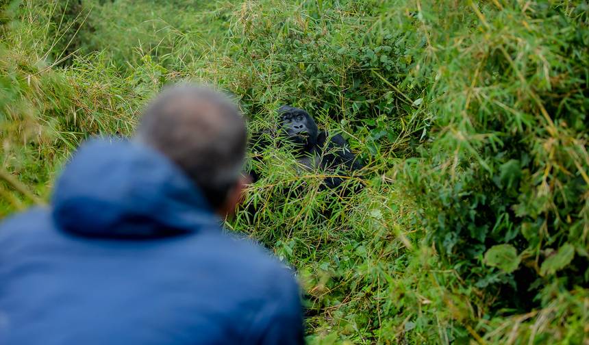 3 Dias de Trekking de Gorilas em Uganda partindo de Kigali — 1