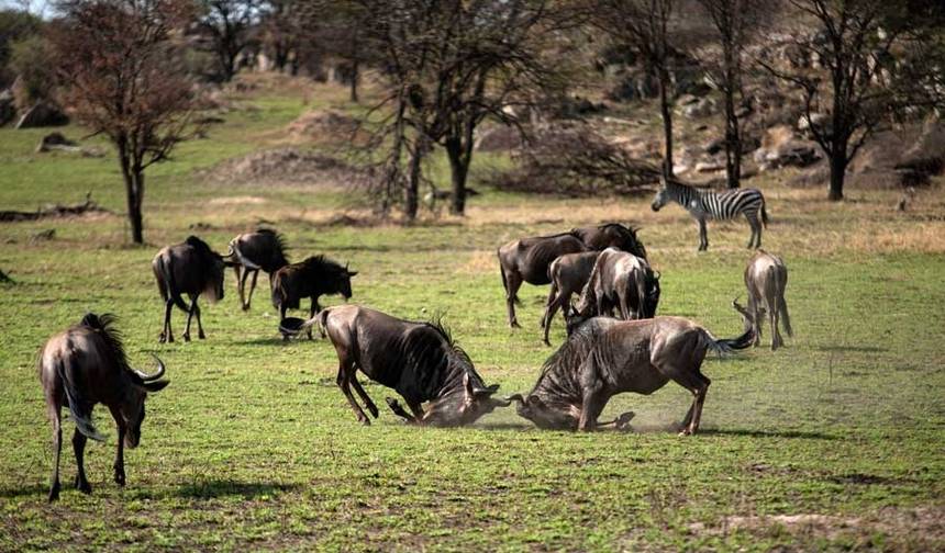 9 dias de Safari combinado no Quênia e Tanzânia — 1