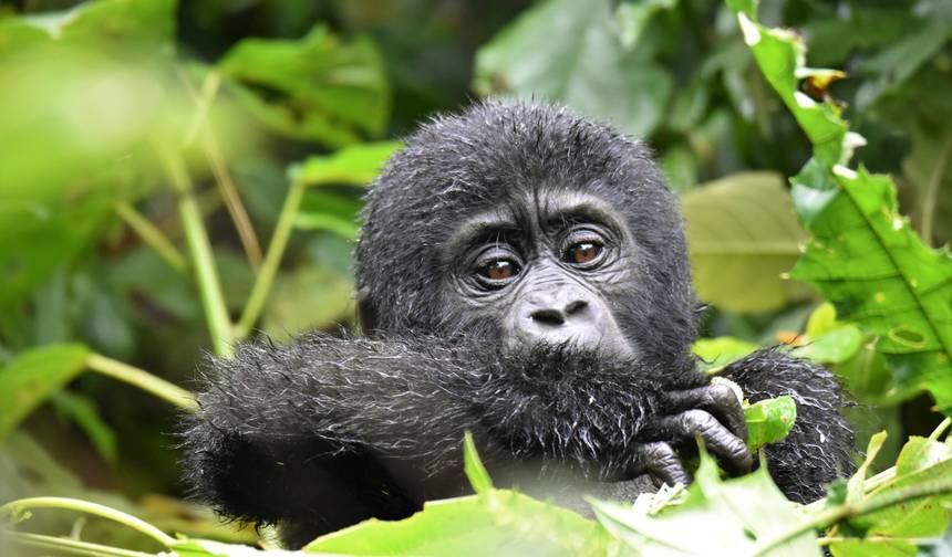 Safári de Gorilas da Montanha e Chimpanzés em Uganda — 1