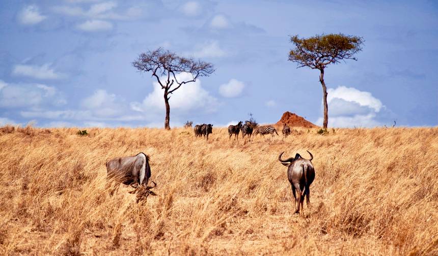 Safari de Migração com Alojamento de 6 Dias - Tanzânia — 1