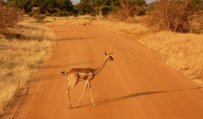 Safari de Luxo de Oito Dias pelo Quênia e Tanzânia — 1