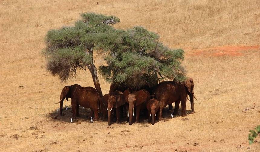 5 Dias de Safáris de Vida Selvagem em Amboseli, Tsavo West e Tsavo East — 1