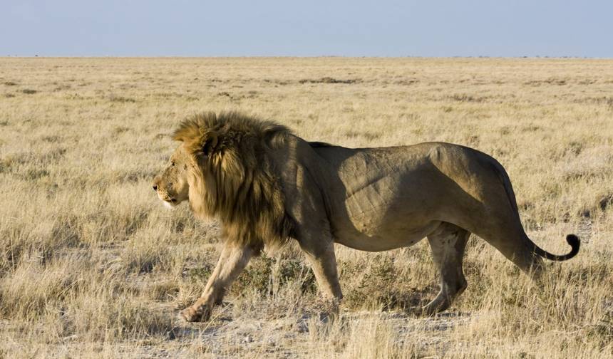 5 Dni średniej długości safari w Kenii do Parków Amboseli i Tsavo z Nairobi do Mombasy — 1