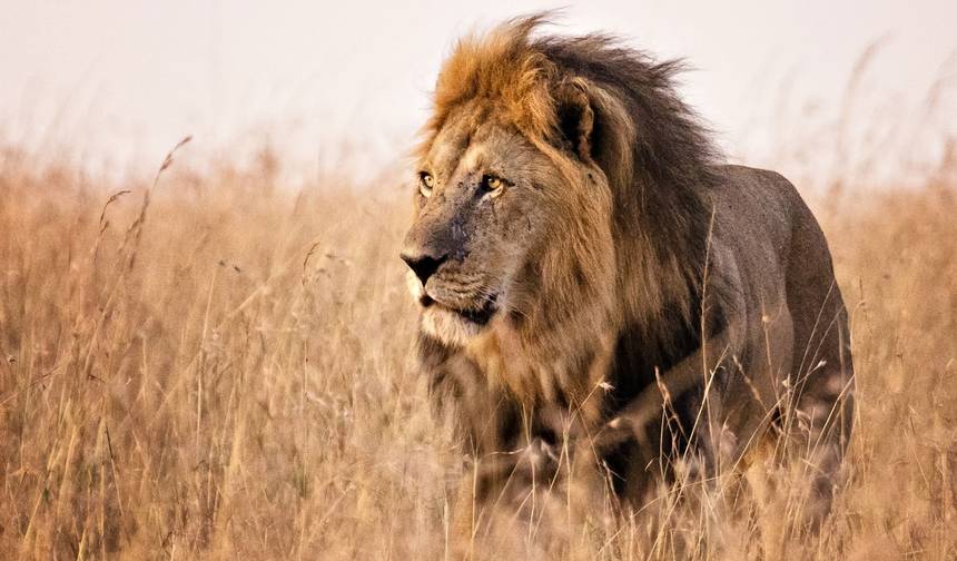 7 Days Kenya mid range Joining Safari — 1
