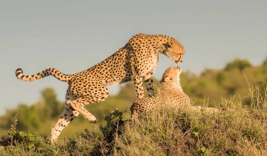 Safári para Casais na Tanzânia — 1