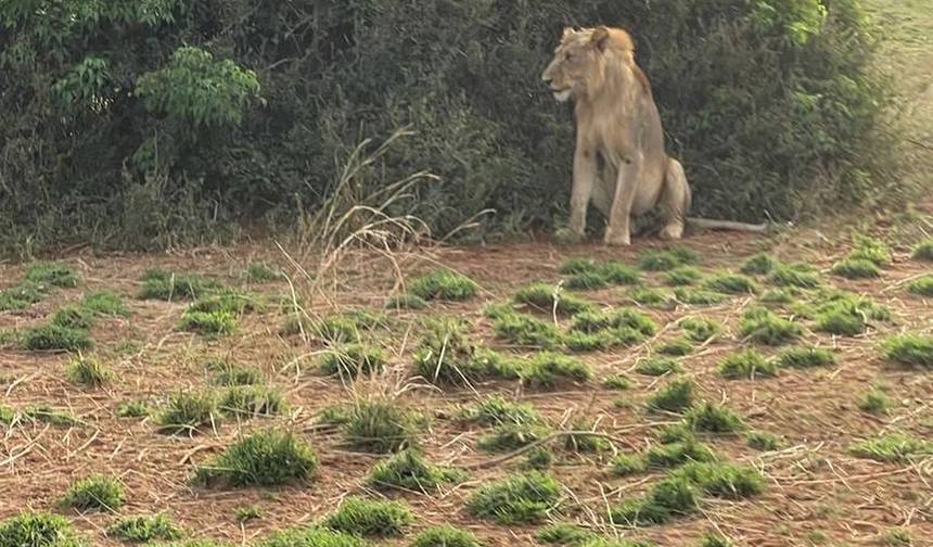 Descubra o Safári em Murchison Falls, Parque Nacional Queen Elizabeth e Parque Nacional do Lago Mburo — 1