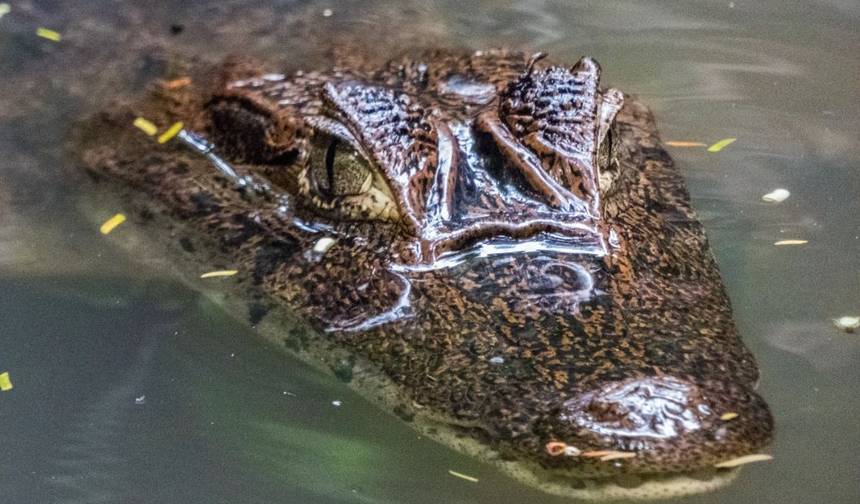 4-Day Jungle of Peru Tambopata Nature Reserve — 1