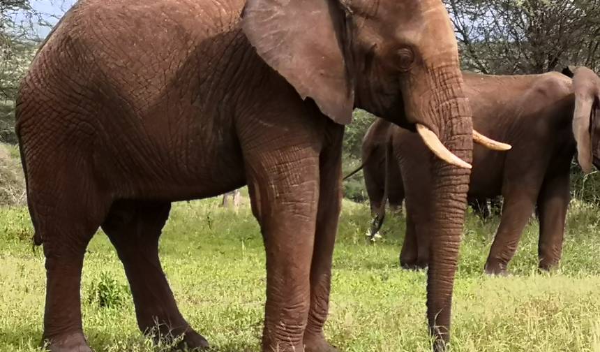 Safari de 5 Dias de Médio Porte: O Melhor da Tanzânia — 1