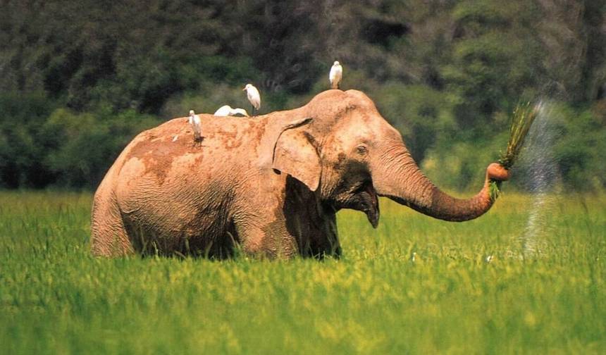 スリランカの野生生物、自然、冒険、文化を発見する旅 — 1