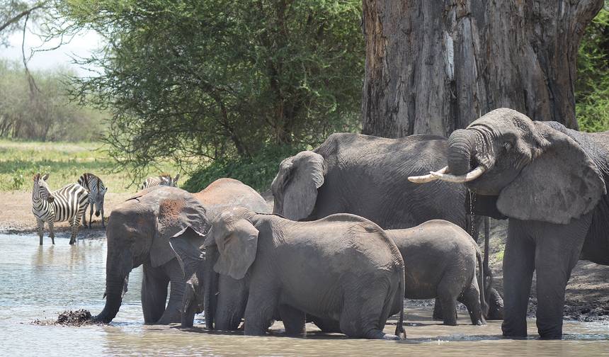 Best African Wildlife Safari & Tours — 1
