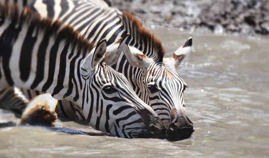3 Days Ngorongoro Highland Trekking — 1